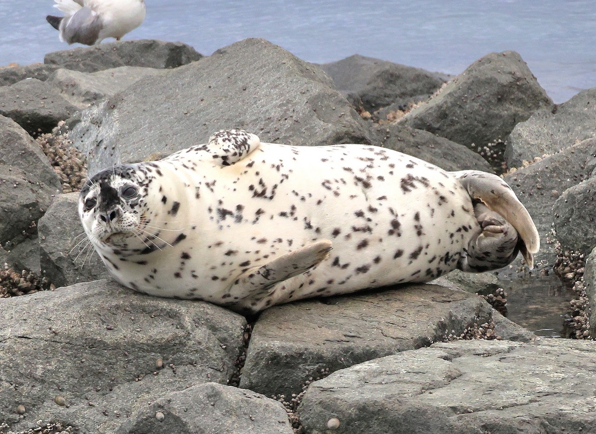 Animals - ML645753883