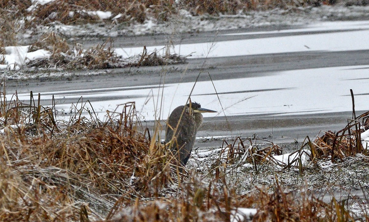 Great Blue Heron - ML645753884
