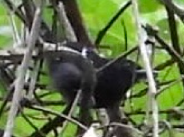 Dot-winged Antwren - ML645753887