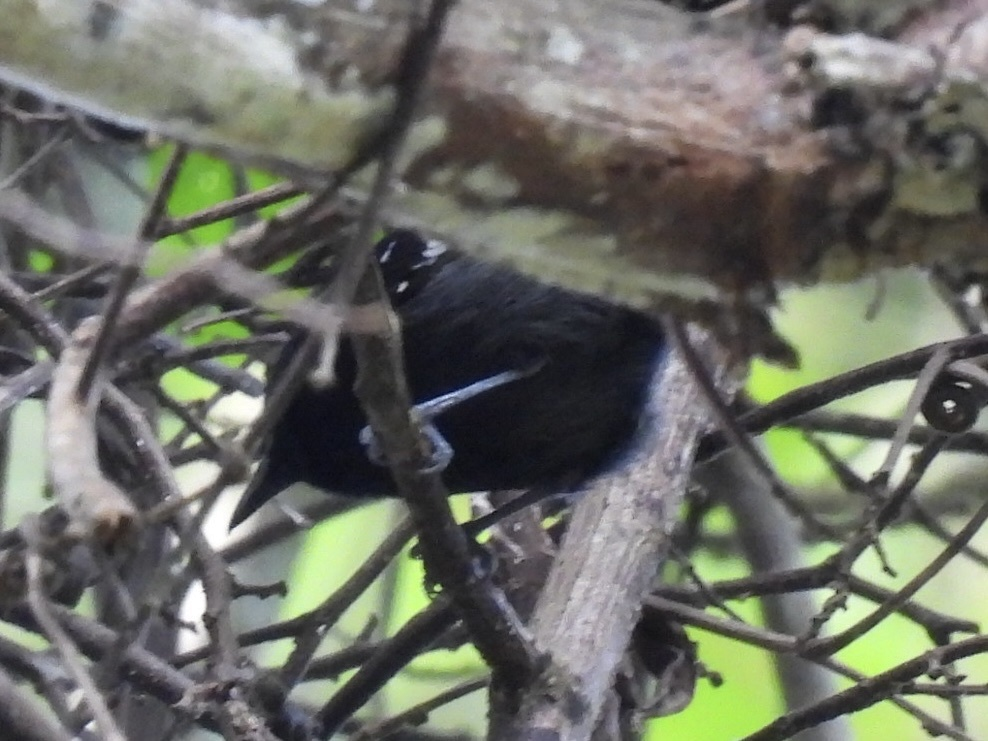 Dot-winged Antwren - ML645753888