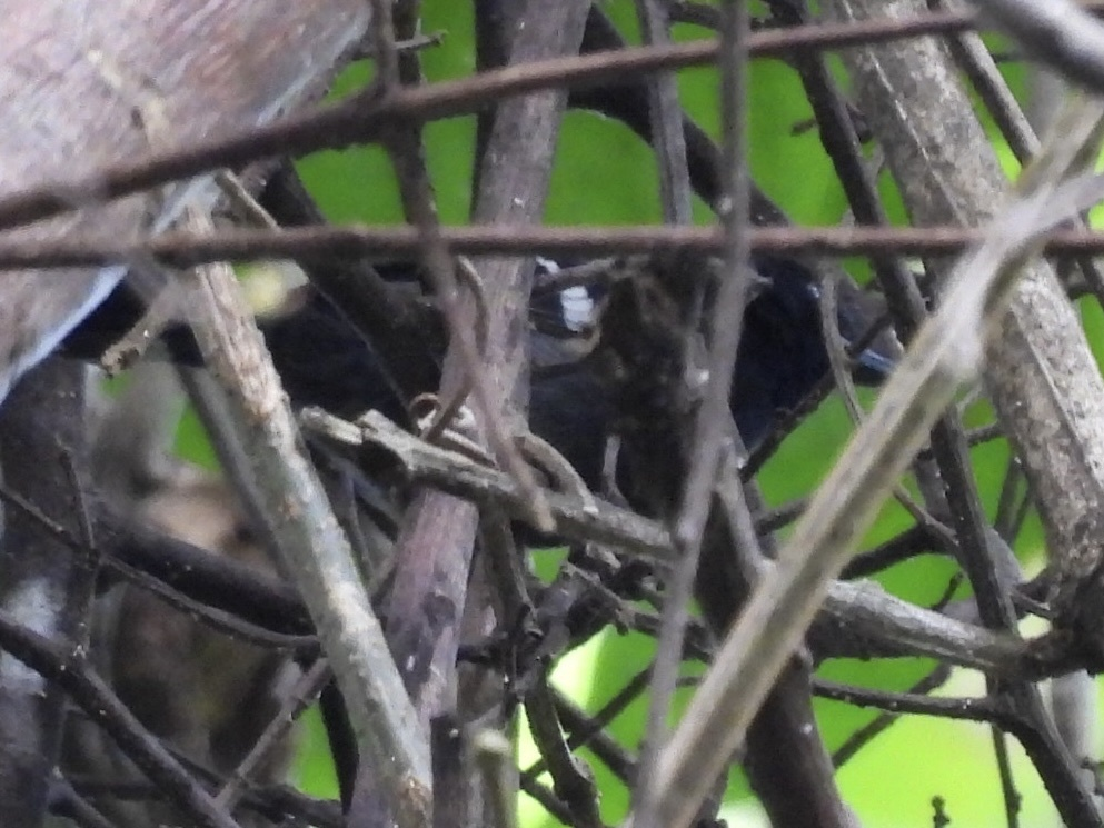 Dot-winged Antwren - ML645753889