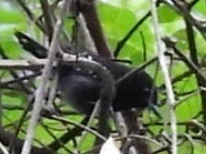 Dot-winged Antwren - ML645753890