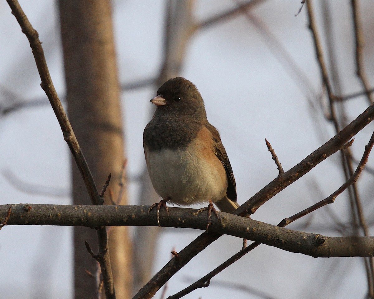 Dark-eyed Junco - ML645753896