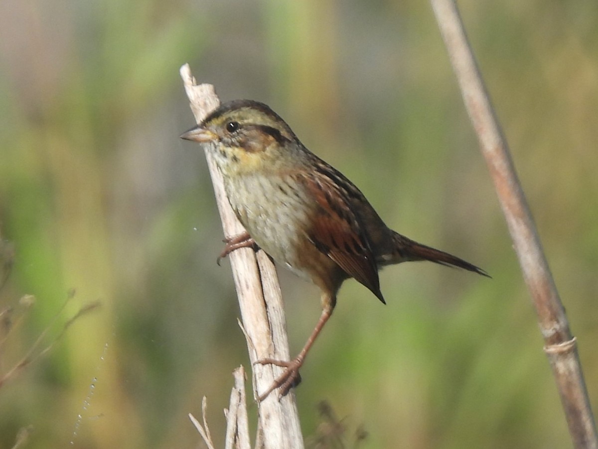 Swamp Sparrow - ML645753902