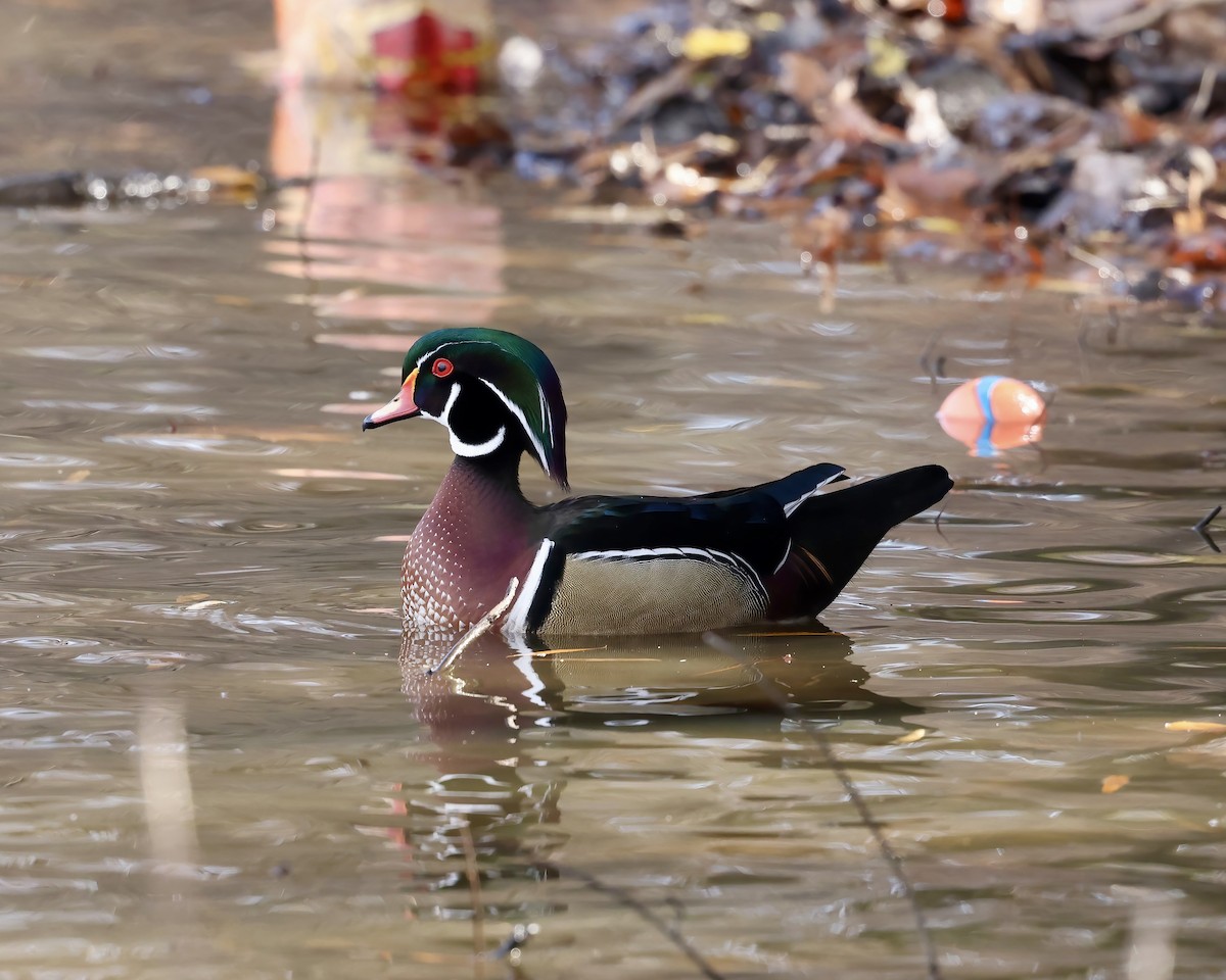 Anatra sposa - ML645753910