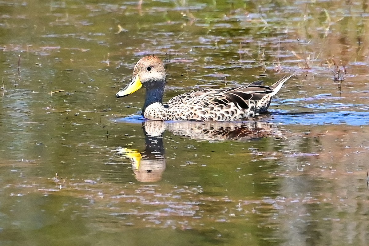 Yellow-billed Pintail - ML645753917