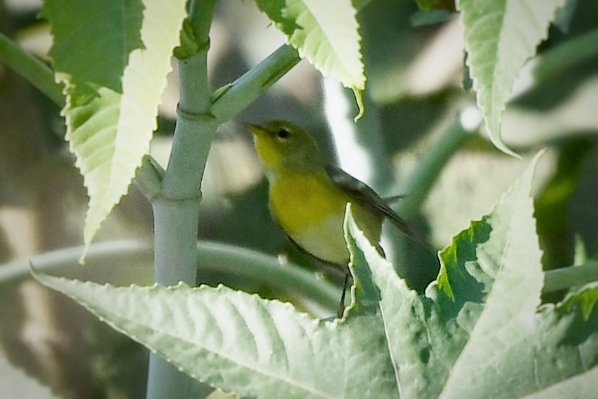 Northern Parula - ML645753925