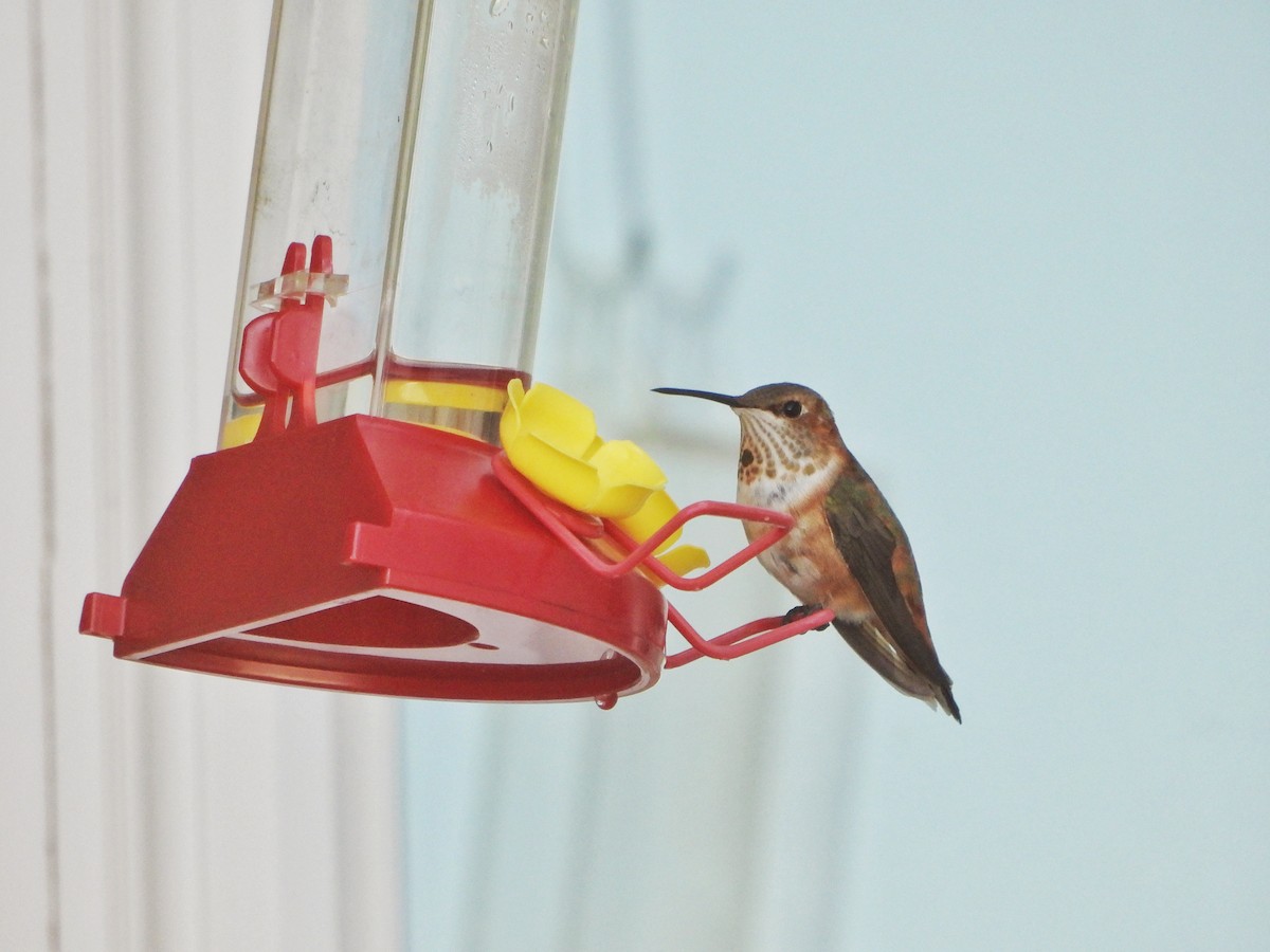 アカフトオハチドリ - ML645753927