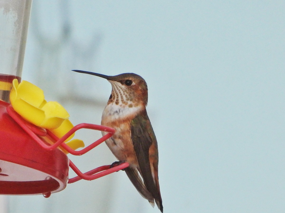 アカフトオハチドリ - ML645753928