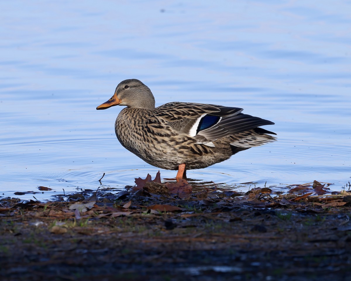 Germano reale - ML645753929