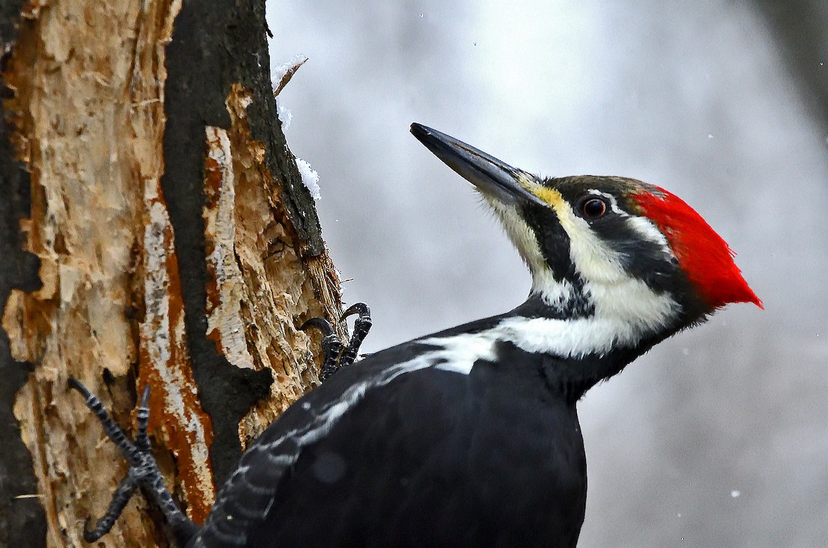 Pileated Woodpecker - ML645753930