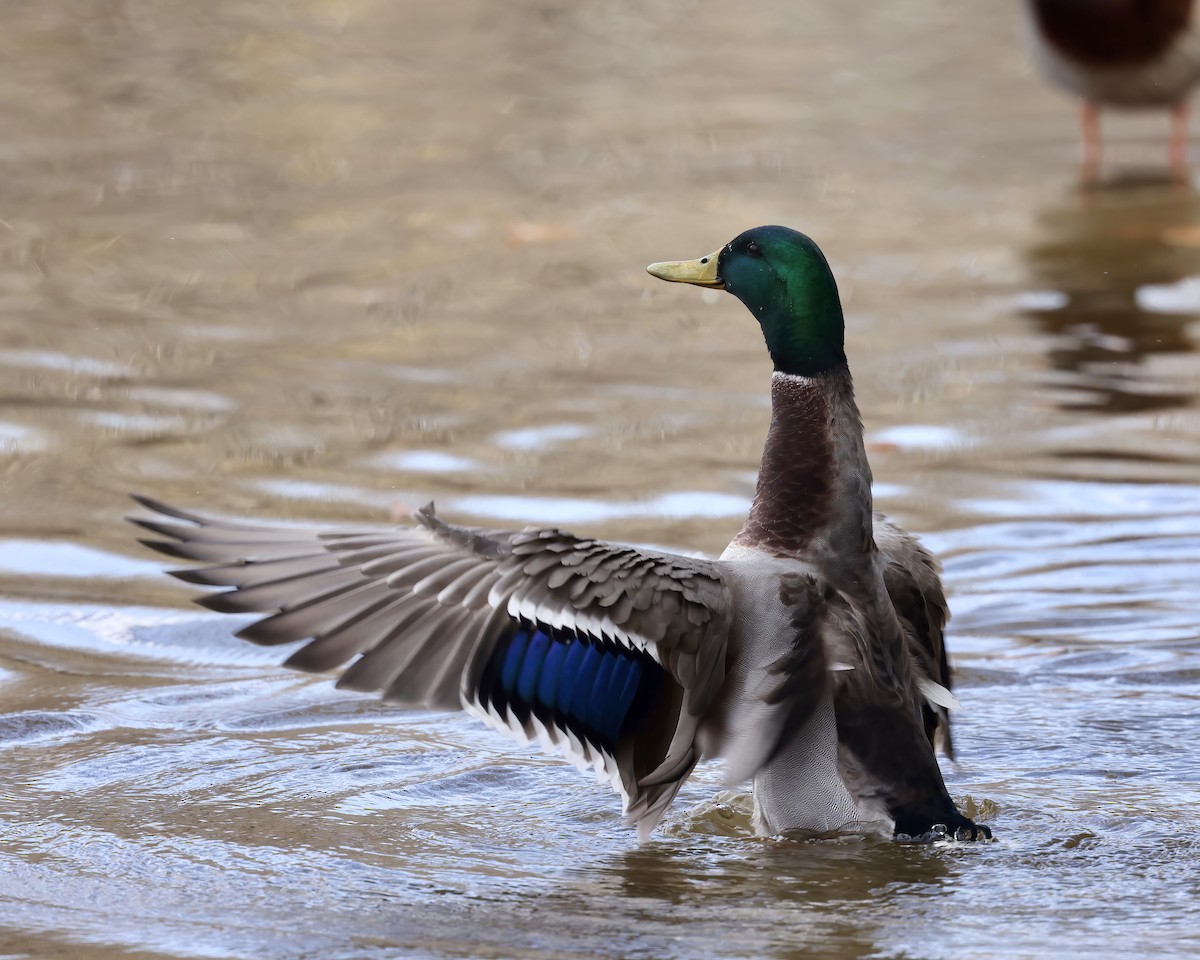 Germano reale - ML645753931