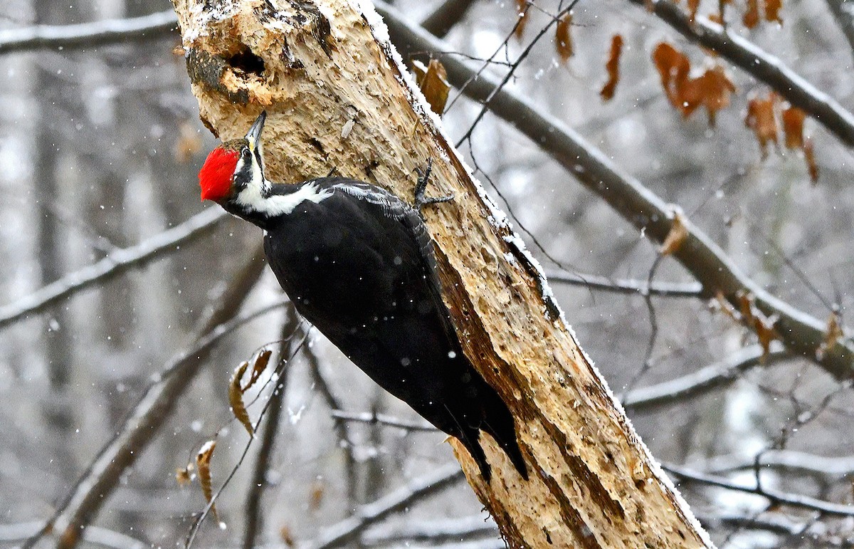 Pileated Woodpecker - ML645753932