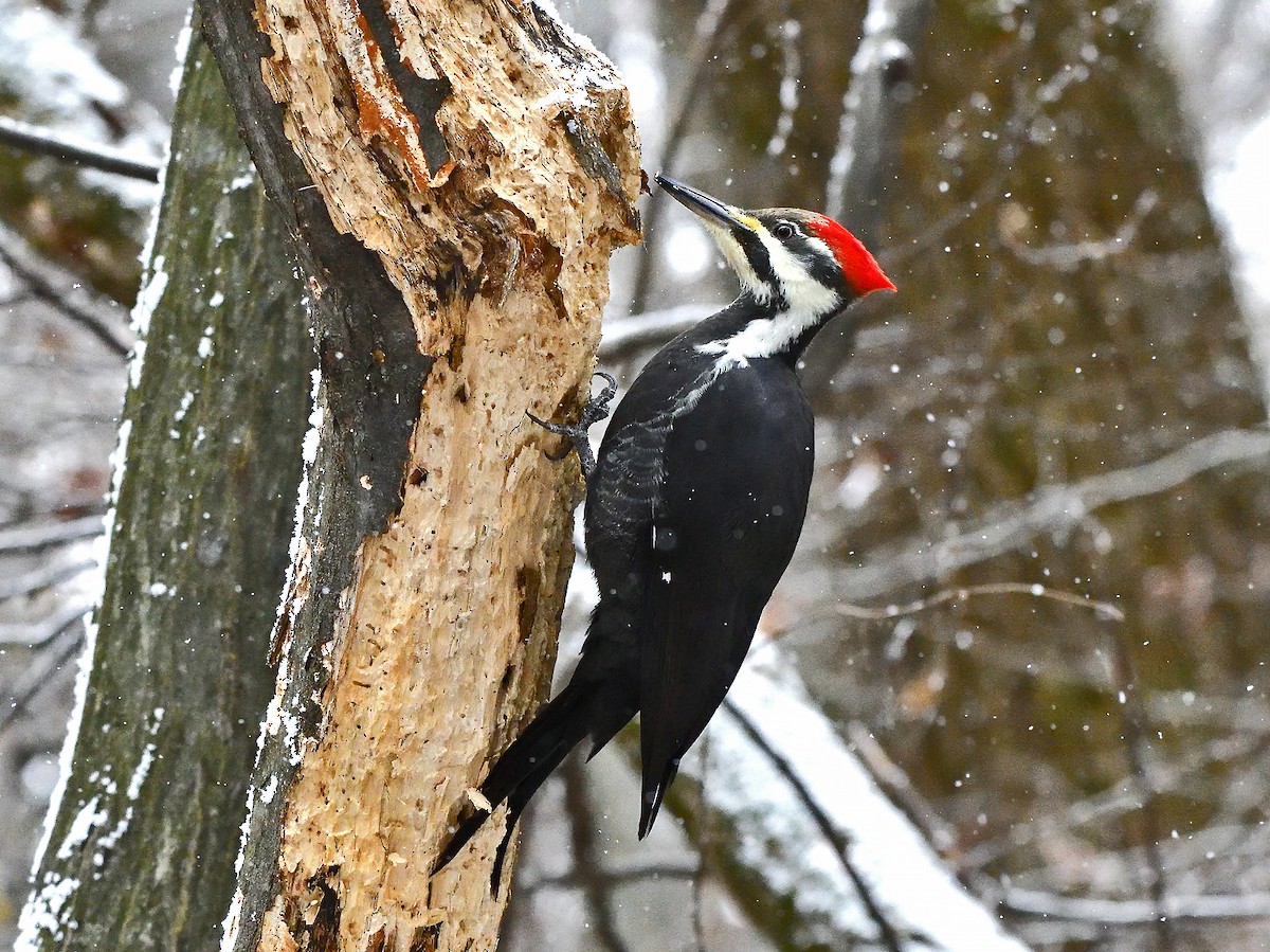 Pileated Woodpecker - ML645753934