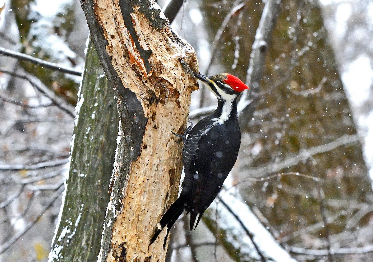 Pileated Woodpecker - ML645753935