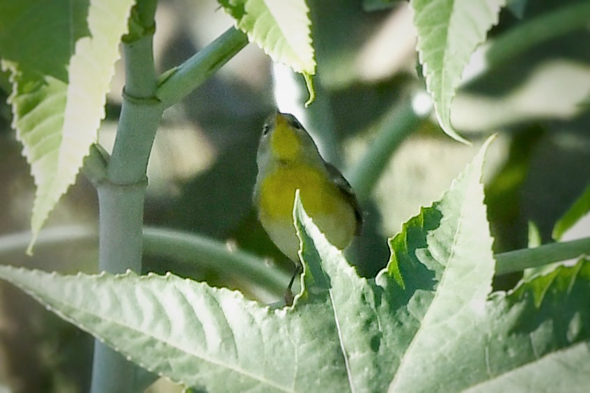 Northern Parula - ML645753946