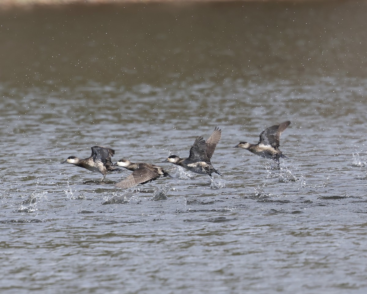 Gobbo della Giamaica - ML645753948