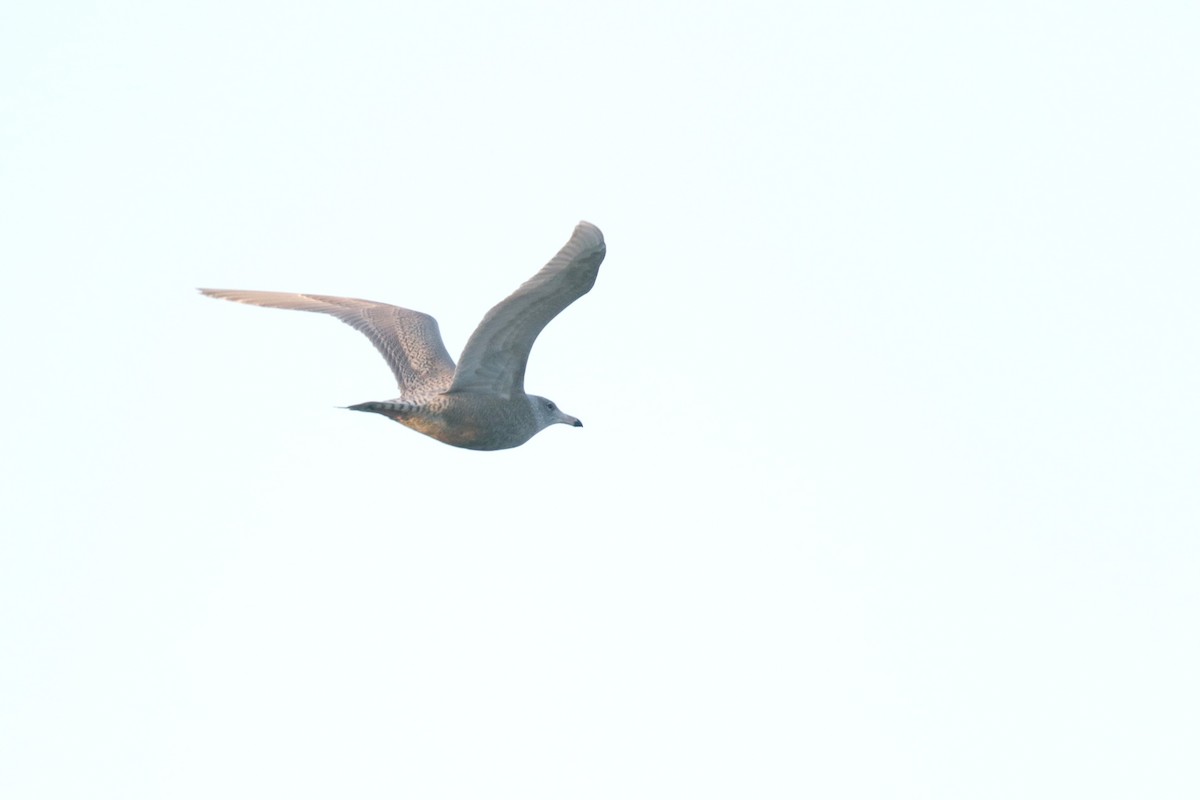 Glaucous Gull - ML645753953