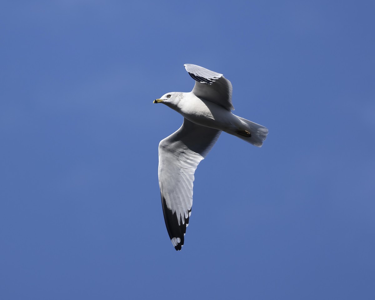 Gavina americana - ML645753955