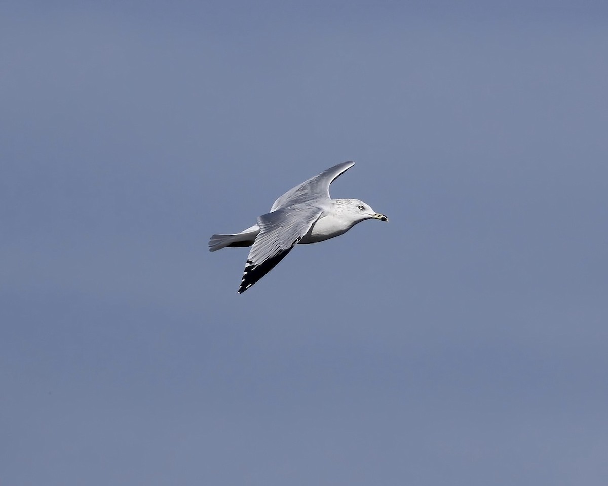 Gavina americana - ML645753956