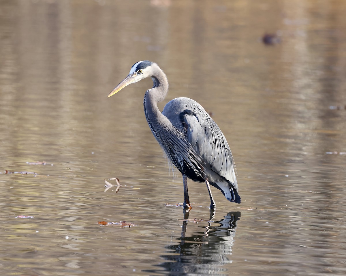 Great Blue Heron - ML645753961