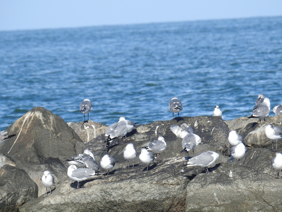 笑鷗 - ML645753978