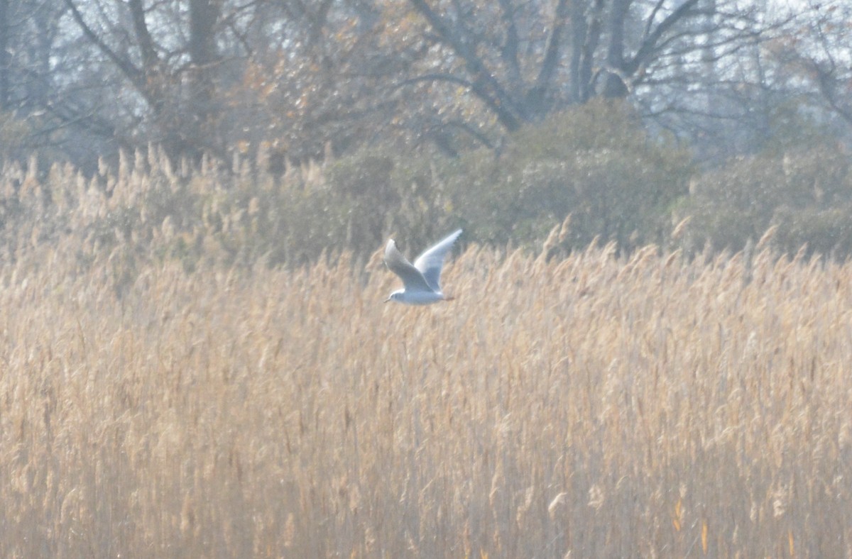Bonaparte's Gull - ML645753980