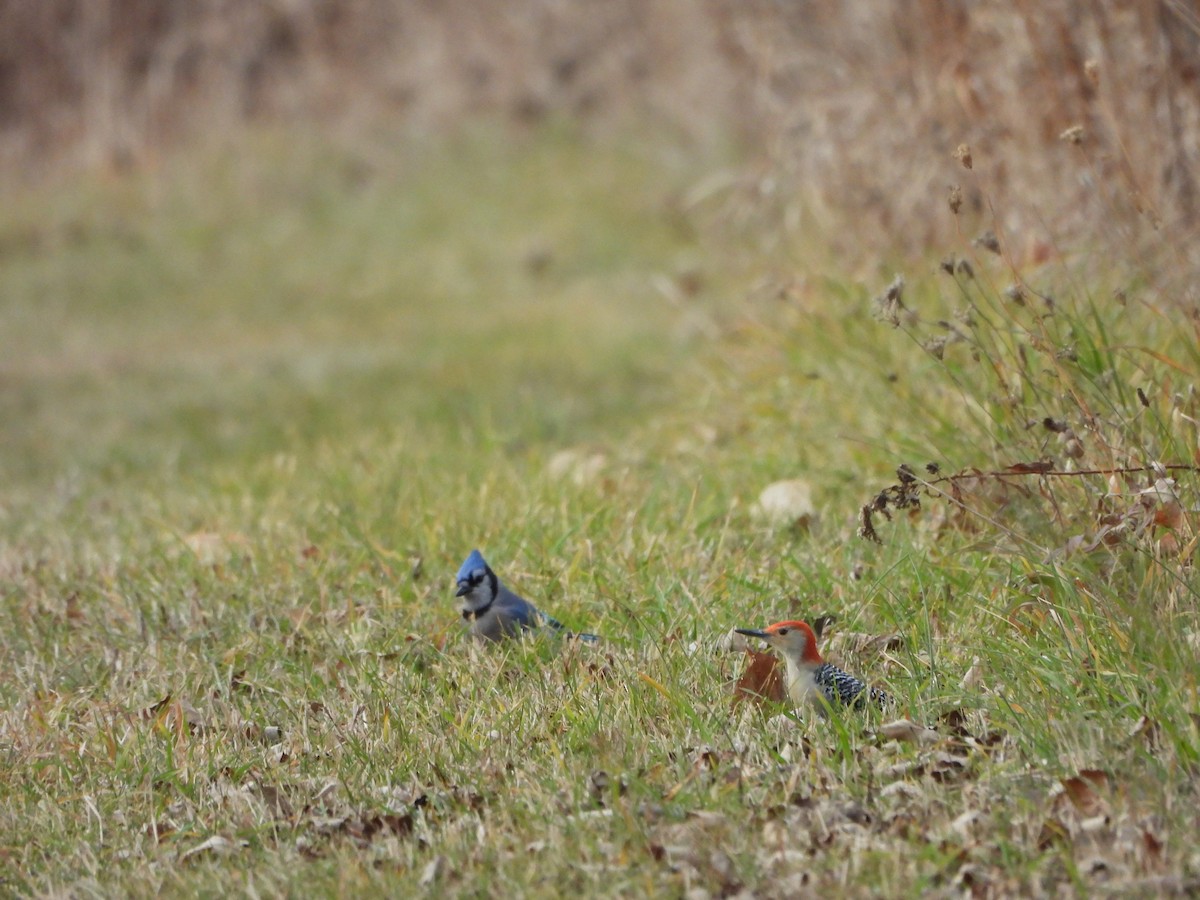 シマセゲラ - ML645753983