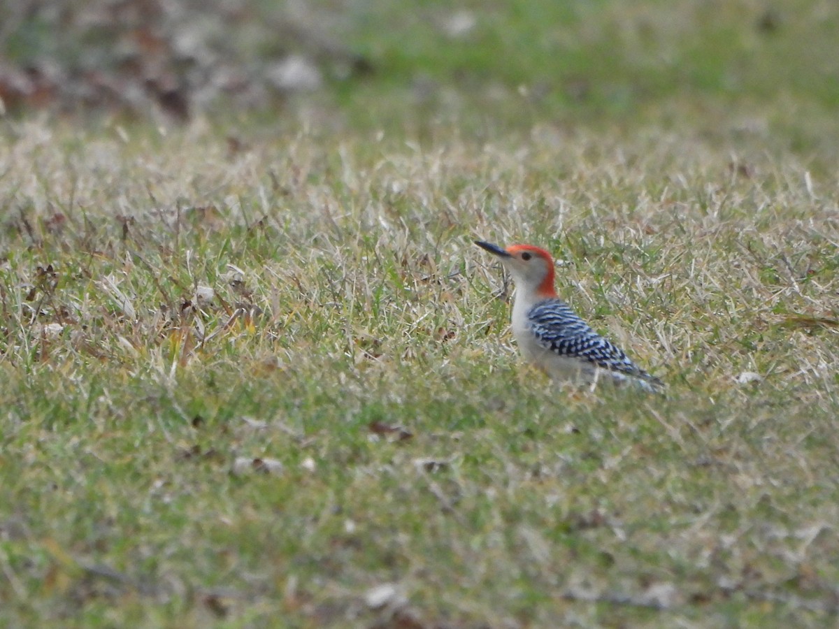 シマセゲラ - ML645753984