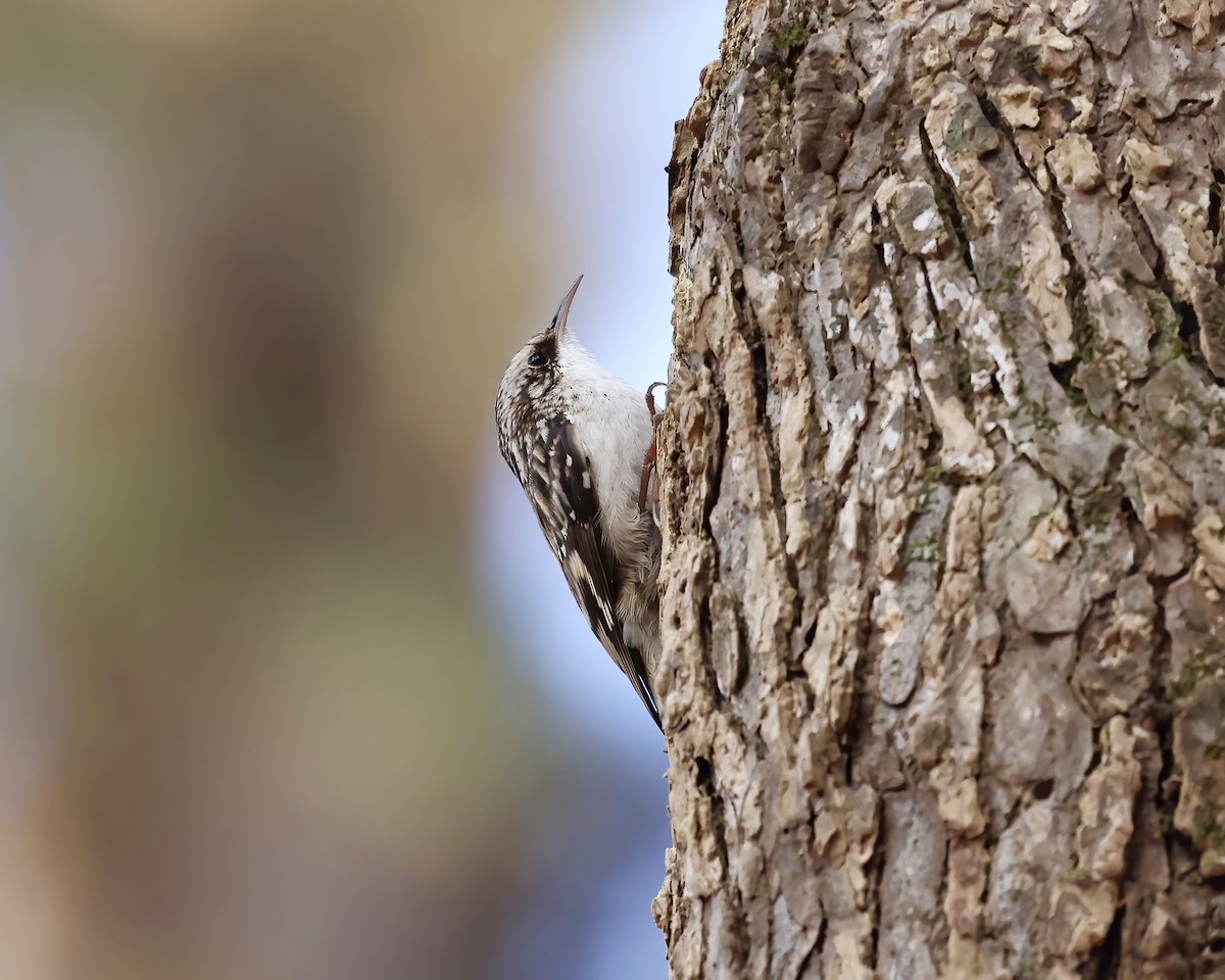Brown Creeper - ML645753989