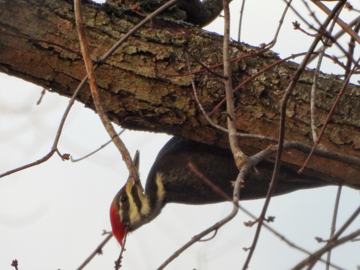 エボシクマゲラ - ML645753990