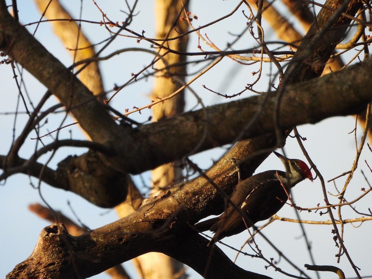 エボシクマゲラ - ML645753991