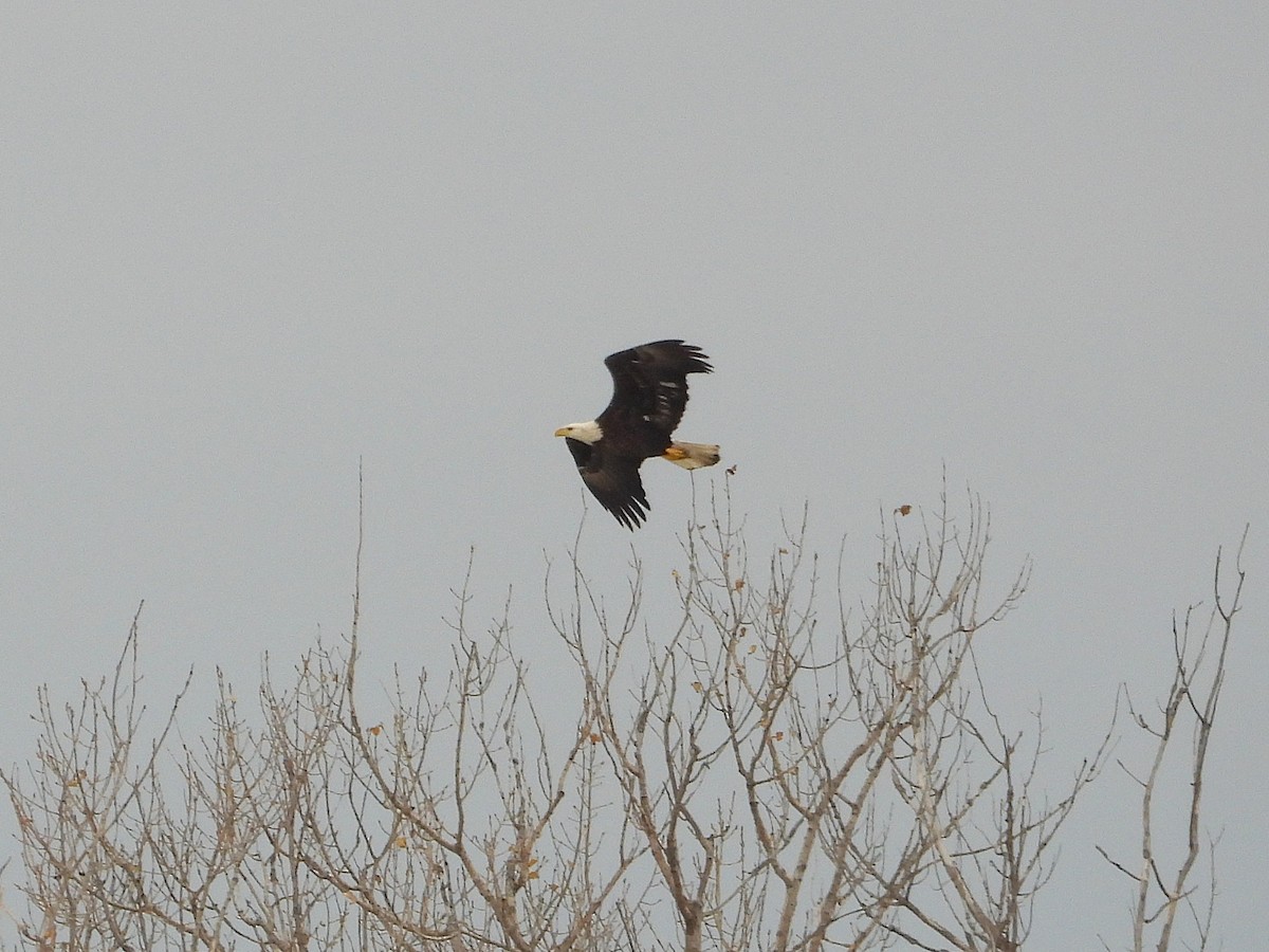 Pygargue à tête blanche - ML645754002