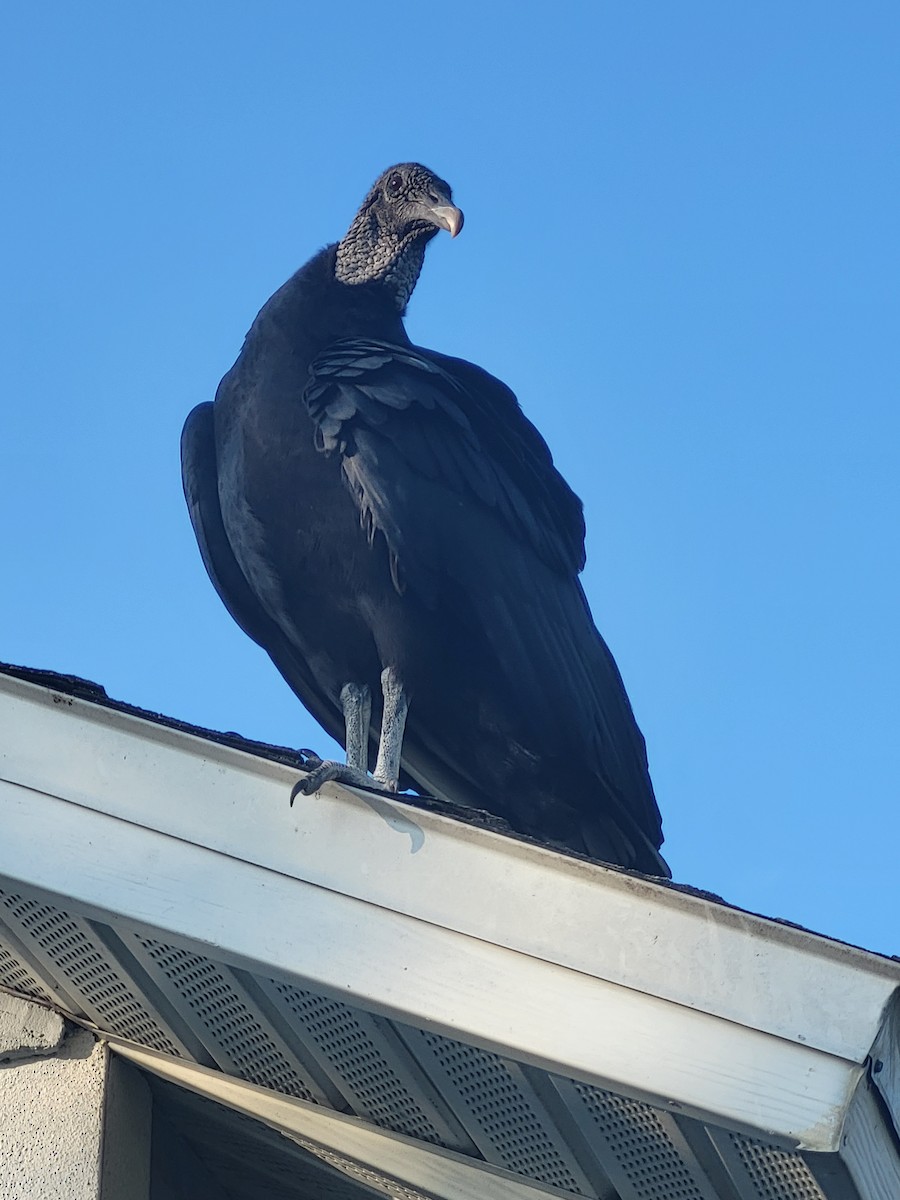 Катарта чорна - ML645754003