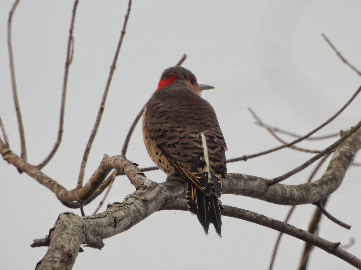 ハシボソキツツキ - ML645754004