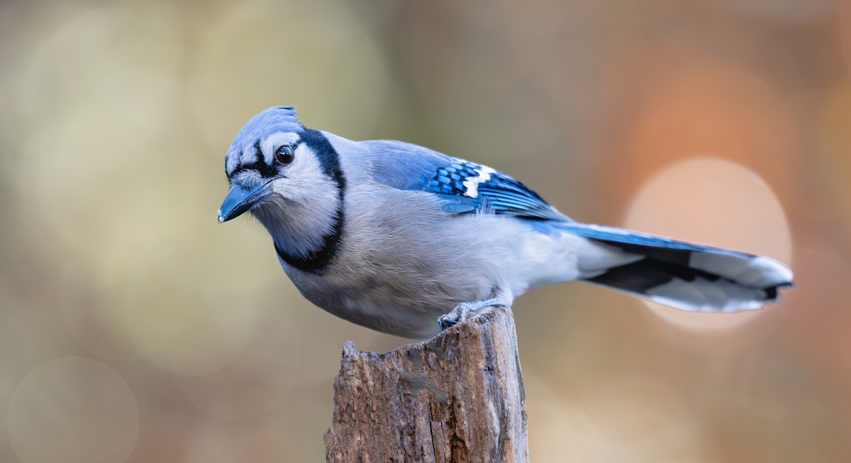 Blue Jay - ML645754007