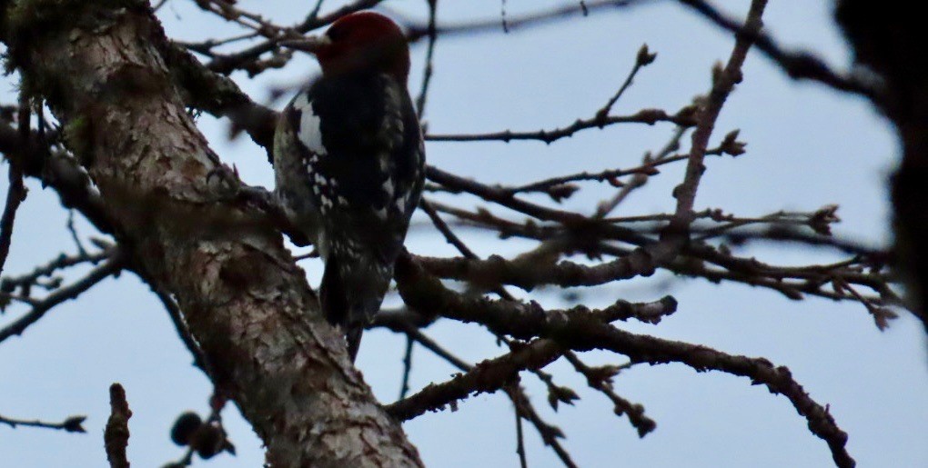 Kırmızı Göğüslü Ağaçkakan - ML645754008