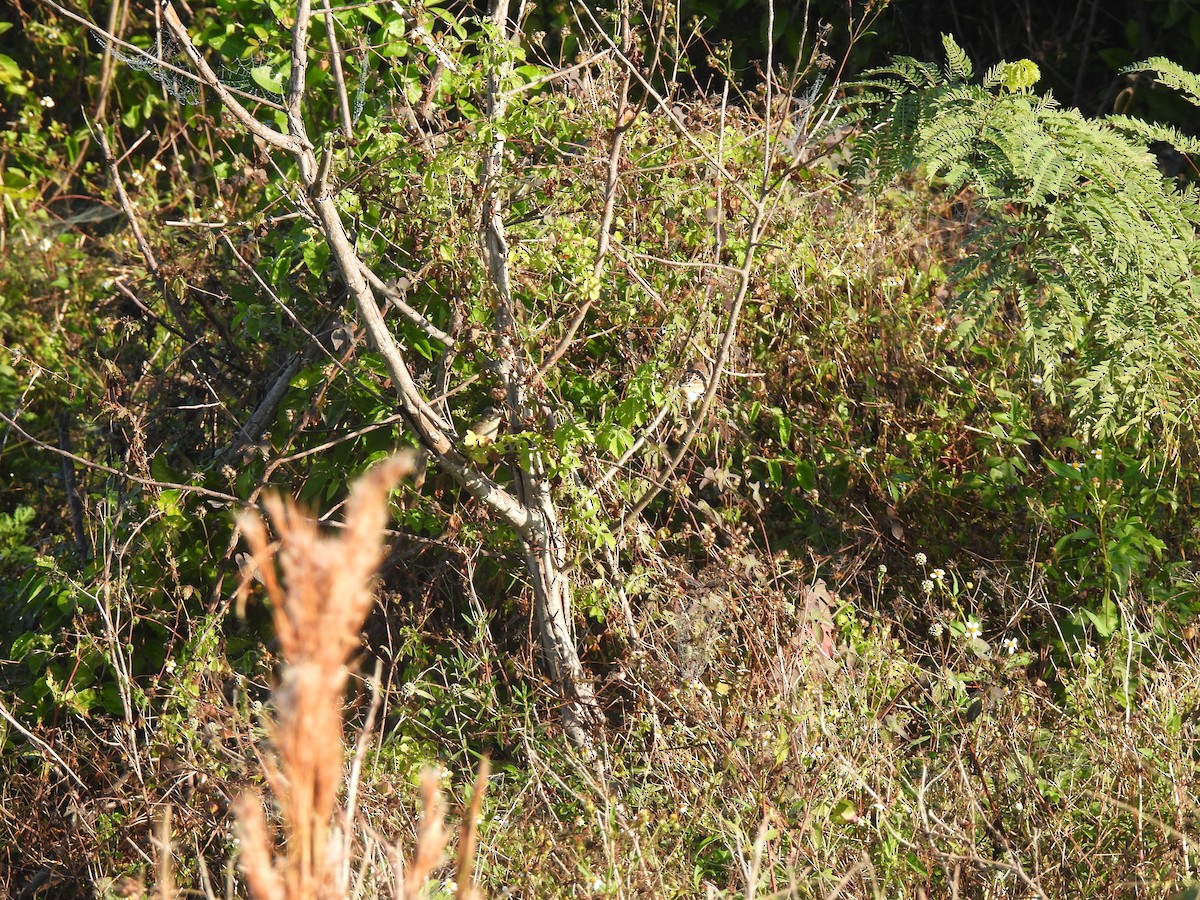 Lincoln's Sparrow - ML645754014