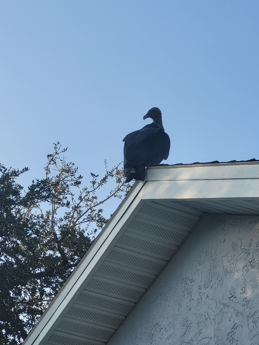 Катарта чорна - ML645754020