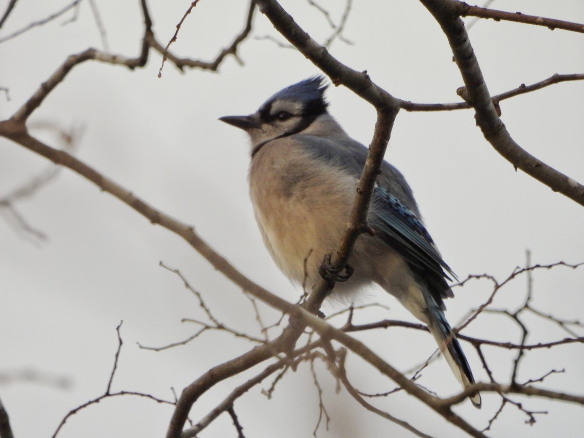 アオカケス - ML645754021