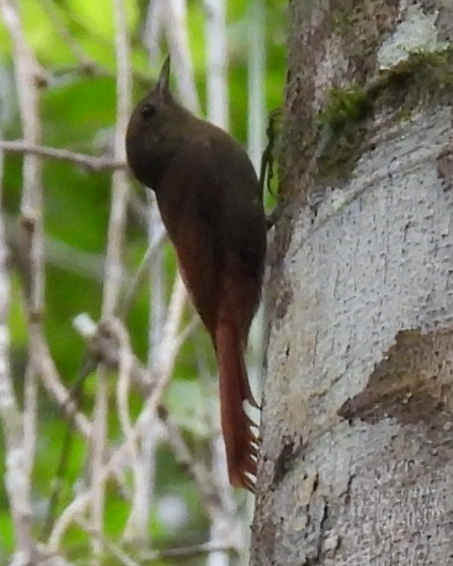 Olivaceous Woodcreeper (Grayish) - ML645754028