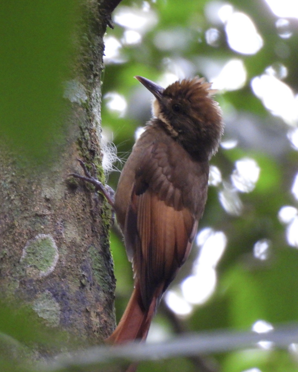 Hellschwingen-Baumsteiger - ML645754035