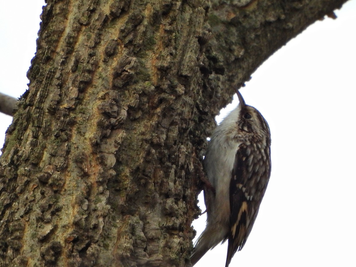 アメリカキバシリ - ML645754037