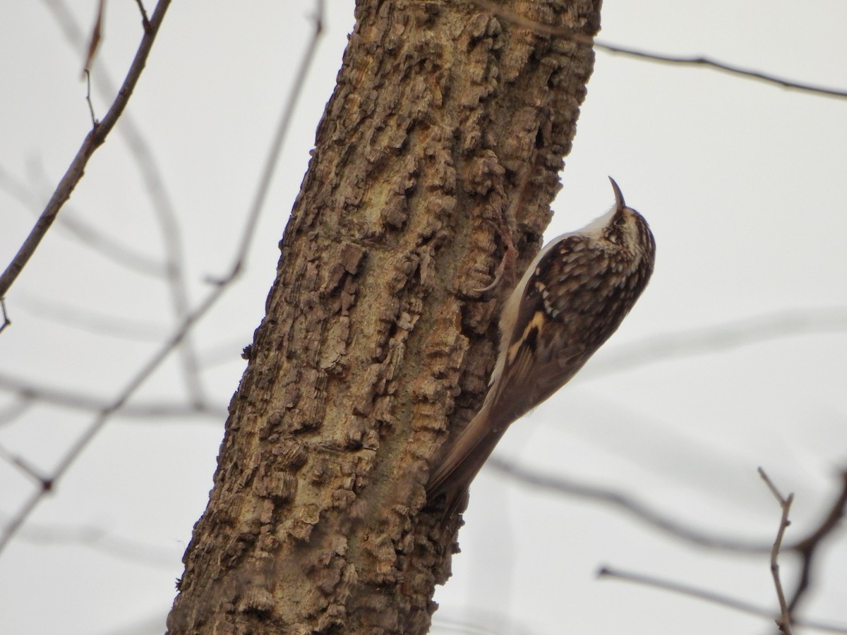 アメリカキバシリ - ML645754038