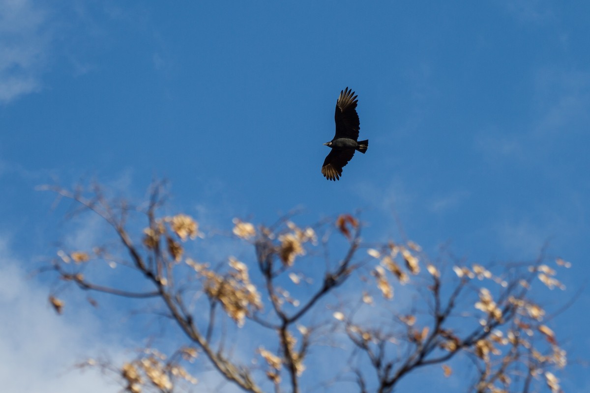 Катарта чорна - ML645754040