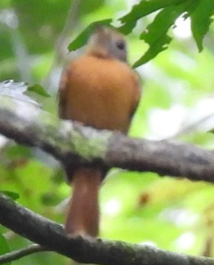 Ruddy-tailed Flycatcher - ML645754041