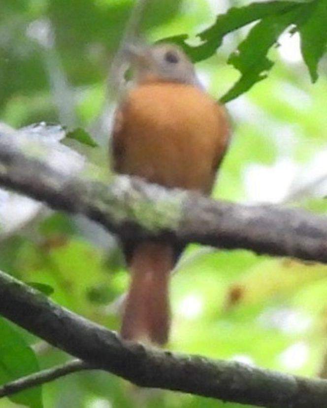 Ruddy-tailed Flycatcher - ML645754042
