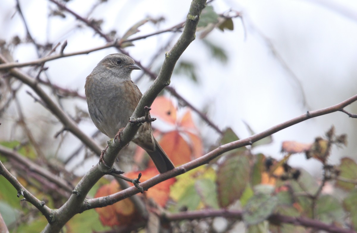 Accenteur mouchet - ML645754046