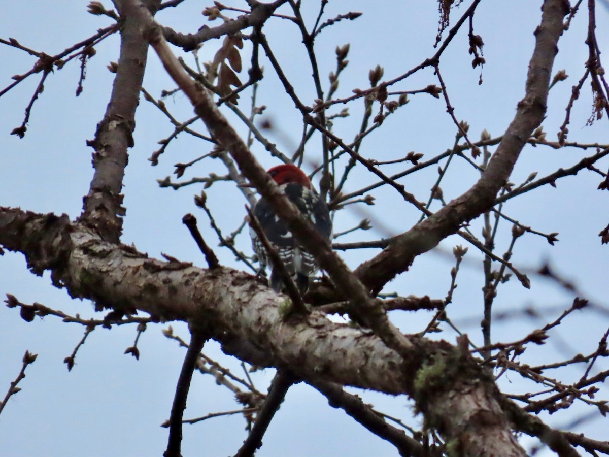 Kırmızı Göğüslü Ağaçkakan - ML645754053