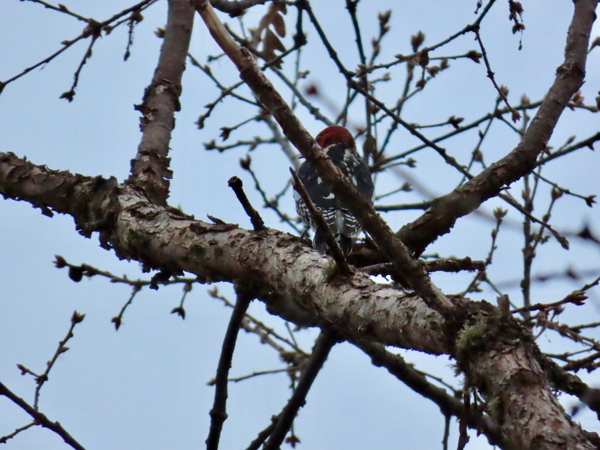 Kırmızı Göğüslü Ağaçkakan - ML645754054